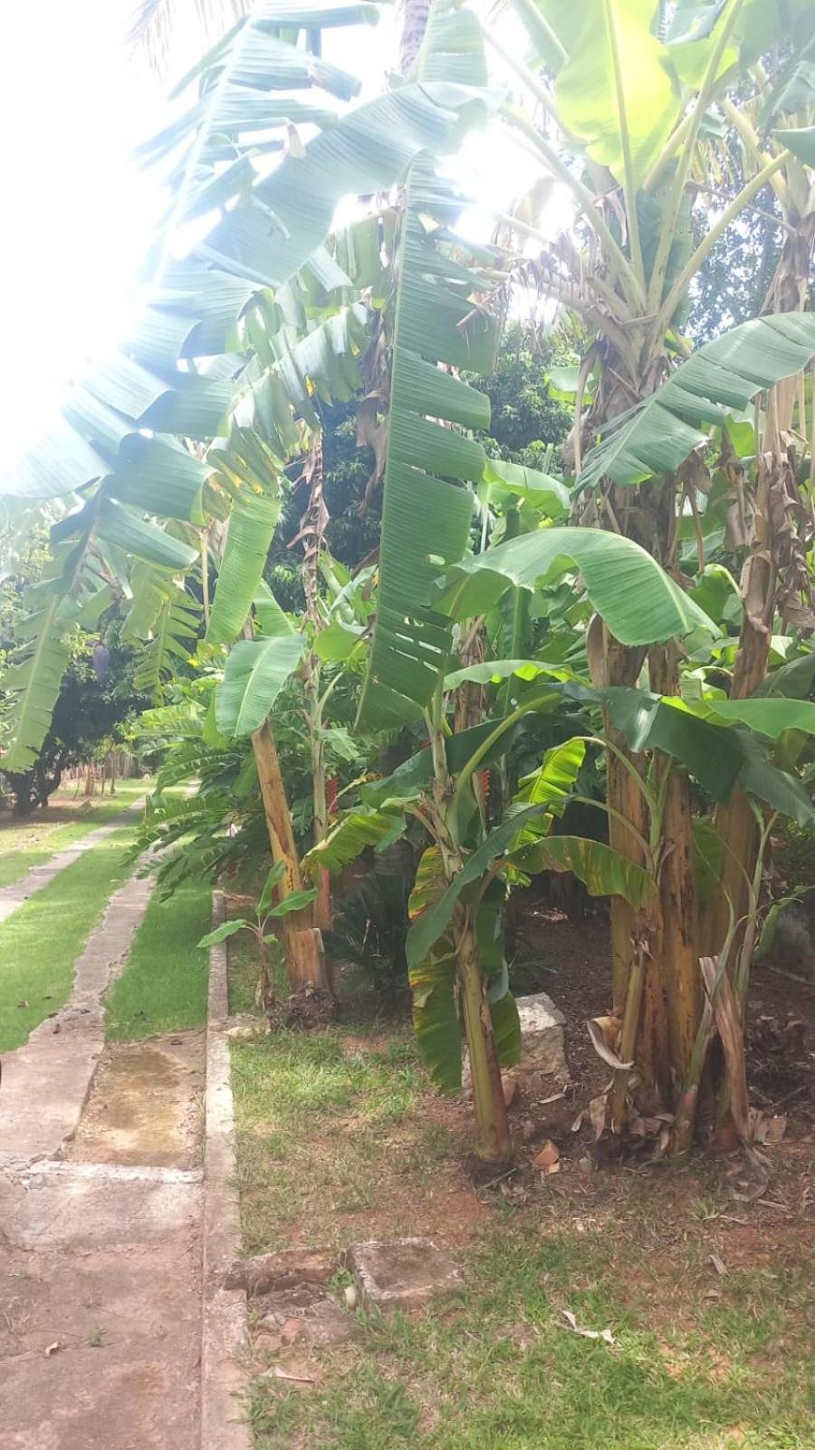 Flor De Jabuticabeira Hostel Jaguariuna Ngoại thất bức ảnh